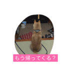 くりさん（日常）（個別スタンプ：12）