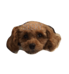 cutie bailey（個別スタンプ：2）