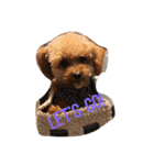 cutie bailey（個別スタンプ：5）