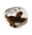 我が家のトイプー ショコラ（個別スタンプ：4）
