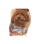 我が家のトイプー ショコラ（個別スタンプ：9）