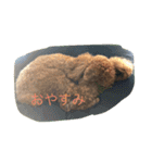 我が家のトイプー ショコラ（個別スタンプ：14）