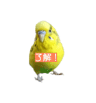ネギマとユイとミミ（個別スタンプ：1）
