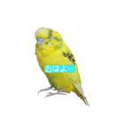 ネギマとユイとミミ（個別スタンプ：3）