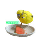 ネギマとユイとミミ（個別スタンプ：6）