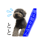 ruff（個別スタンプ：4）