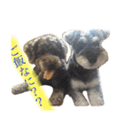 ruff（個別スタンプ：6）
