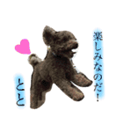 ruff（個別スタンプ：19）