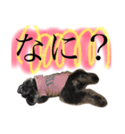 ruff（個別スタンプ：20）