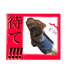ruff（個別スタンプ：21）
