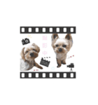 ヨーキーの" choco ＆ cocoa "（個別スタンプ：3）
