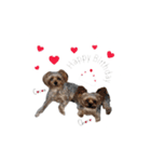 ヨーキーの" choco ＆ cocoa "（個別スタンプ：5）