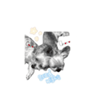 ヨーキーの" choco ＆ cocoa "（個別スタンプ：7）
