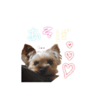 ヨーキーの" choco ＆ cocoa "（個別スタンプ：13）