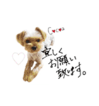 ヨーキーの" choco ＆ cocoa "（個別スタンプ：15）