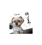 ヨーキーの" choco ＆ cocoa "（個別スタンプ：16）