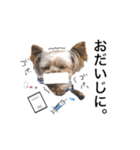 ヨーキーの" choco ＆ cocoa "（個別スタンプ：17）