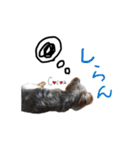 ヨーキーの" choco ＆ cocoa "（個別スタンプ：20）