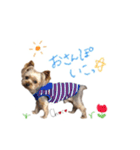 ヨーキーの" choco ＆ cocoa "（個別スタンプ：21）