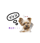 ヨーキーの" choco ＆ cocoa "（個別スタンプ：22）