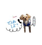 ヨーキーの" choco ＆ cocoa "（個別スタンプ：23）