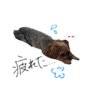 ヨーキーの" choco ＆ cocoa "（個別スタンプ：24）