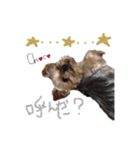 ヨーキーの" choco ＆ cocoa "（個別スタンプ：26）