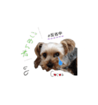 ヨーキーの" choco ＆ cocoa "（個別スタンプ：27）