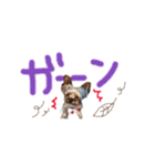 ヨーキーの" choco ＆ cocoa "（個別スタンプ：29）