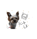 ヨーキーの" choco ＆ cocoa "（個別スタンプ：30）