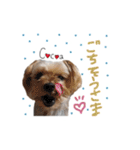 ヨーキーの" choco ＆ cocoa "（個別スタンプ：32）