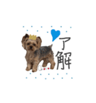 ヨーキーの" choco ＆ cocoa "（個別スタンプ：34）