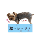 ヨーキーの" choco ＆ cocoa "（個別スタンプ：35）