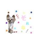 ヨーキーの" choco ＆ cocoa "（個別スタンプ：37）