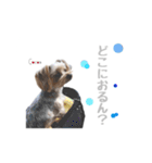ヨーキーの" choco ＆ cocoa "（個別スタンプ：39）