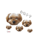 ヨーキーの" choco ＆ cocoa "（個別スタンプ：40）