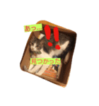 猫のゆめ（個別スタンプ：1）