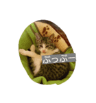 猫のゆめ（個別スタンプ：3）