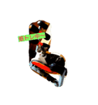 猫のゆめ（個別スタンプ：6）