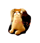 猫のゆめ（個別スタンプ：7）