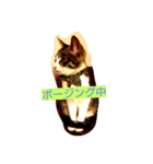 猫のゆめ（個別スタンプ：8）