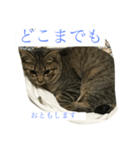 灰になるまでご奉仕いたします（個別スタンプ：5）