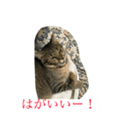 灰になるまでご奉仕いたします（個別スタンプ：7）