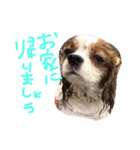 キャバゆき（個別スタンプ：6）