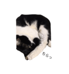 Othello ＆Chobi（個別スタンプ：4）