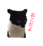 Othello ＆Chobi（個別スタンプ：9）
