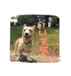 虎鉄20140814（個別スタンプ：2）