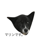 黒い犬のスタンプ（個別スタンプ：1）