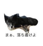 黒い犬のスタンプ（個別スタンプ：6）