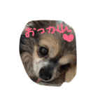wankoaisatu（個別スタンプ：3）